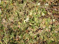 Henrya tuberculosperma