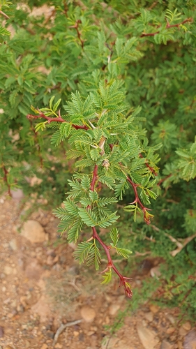Morocco-gum (Vachellia gummifera)