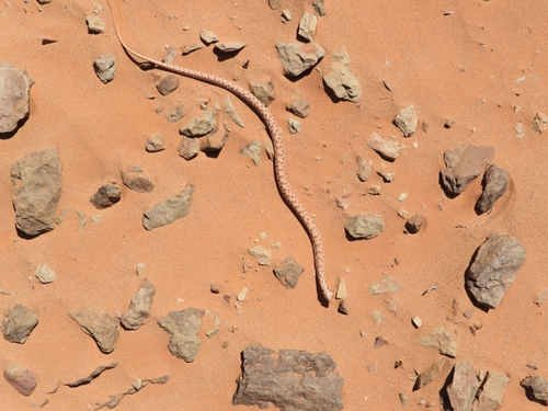 Moila Snake