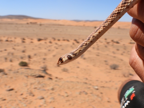 Moila Snake