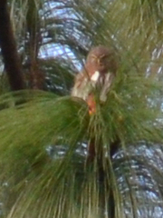 Glaucidium