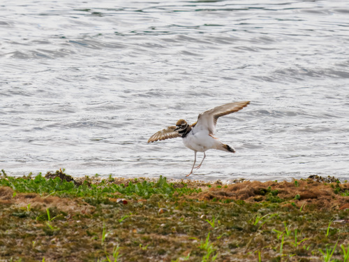 Killdeer