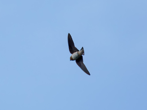 Cave Swallow