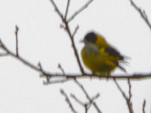 Black-headed Siskin (Spinus notatus), photo 8