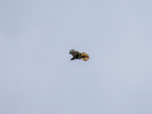 Red-tailed Hawk