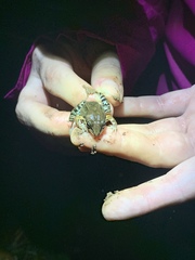 Leptodactylus albilabris