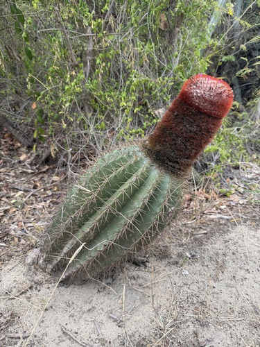 Turk's Cap Cactus (Melocactus intortus)