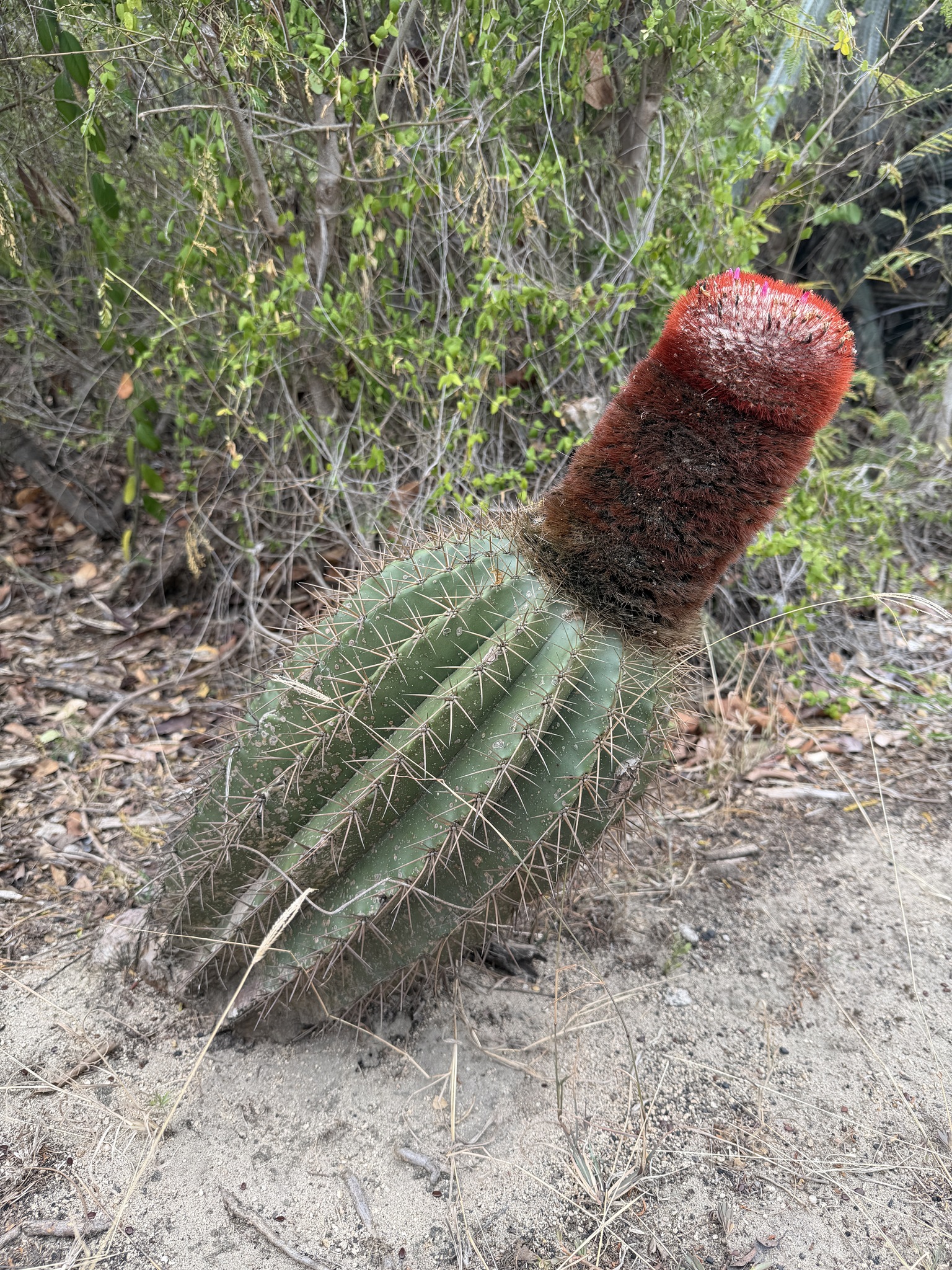 Turk's-Cap Cactus (Melocactus intortus)
