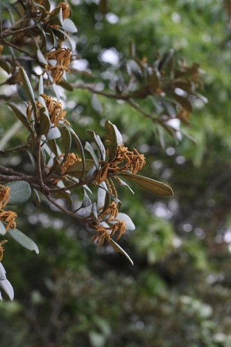 Quercus championii, photograph 6