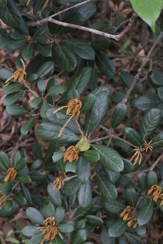 Champion's Oak (Quercus championii)