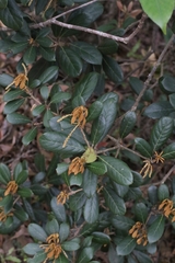 author not stated, no rights reserved Quercus championii, photograph author not stated, no rights reserved