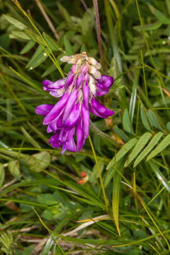 Hedysarum hedysaroides iNat (3)