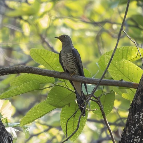 Himalayan Cuckoo (Cuculus saturatus)