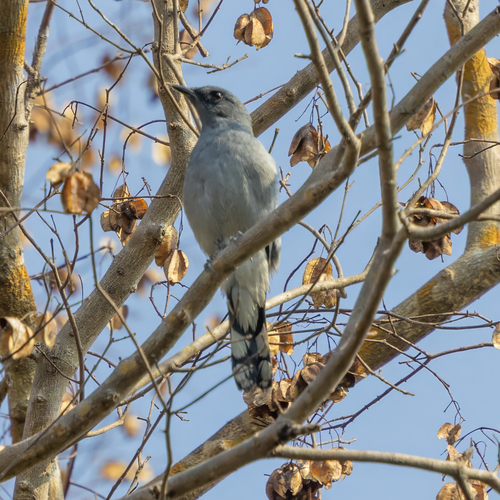 Indochinese Cuckooshrike (Lalage polioptera), photo 6