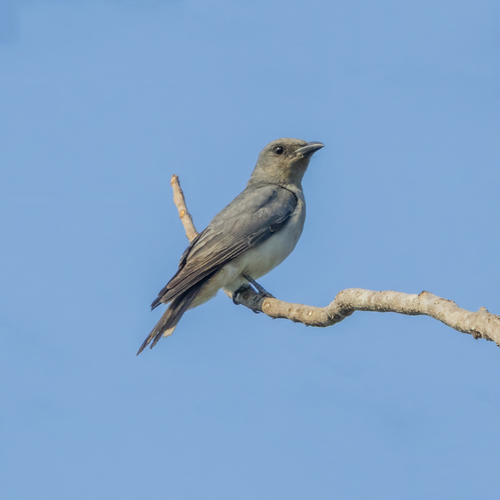 Oriental Cuckooshrike (Coracina javensis)
