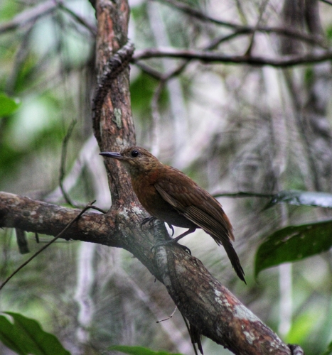 Ceará Leaftosser