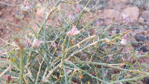 Pink Starbur (Acanthorrhinum ramosissimum)