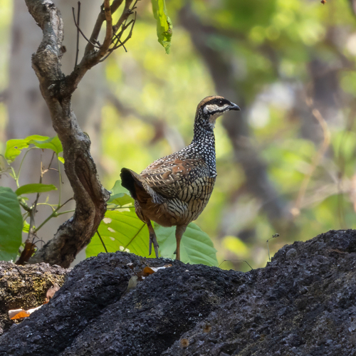 Chinese Francolin (Francolinus pintadeanus)
