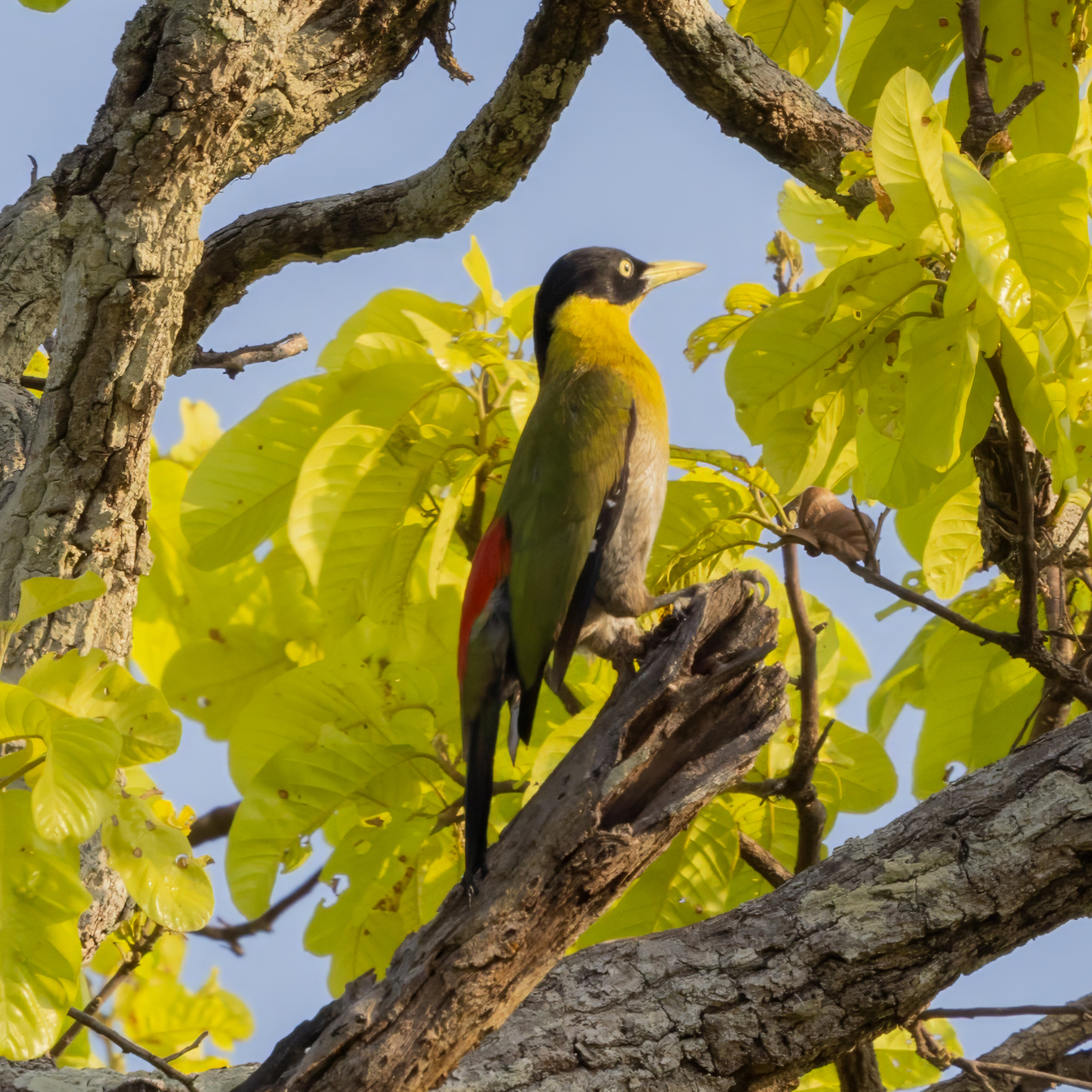 Black-headed Woodpecker (Picus erythropygius), photo 2