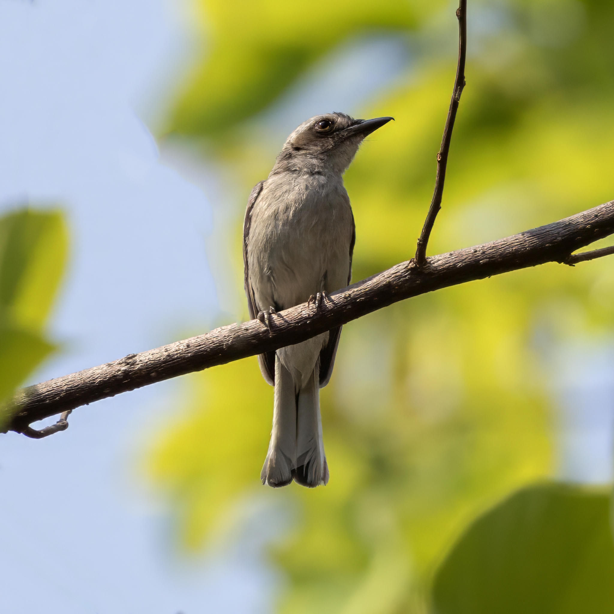 Common Woodshrike (Tephrodornis pondicerianus), photo 2