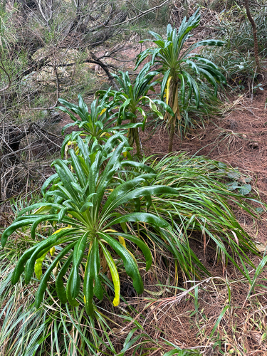 Lobelia boninensis iNat (1)