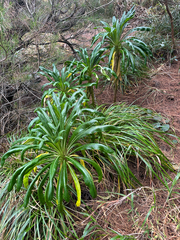 Lobelia boninensis