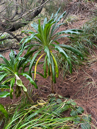 Lobelia boninensis, photograph 2