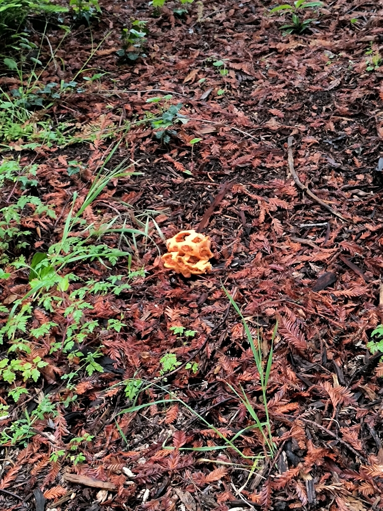 Clathrus ruber · April 2026 · photo: © emdashin (iNaturalist, cc0)