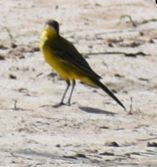 Motacilla flava feldegg