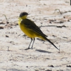 Motacilla flava feldegg