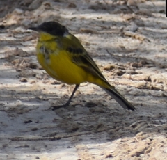 Motacilla flava feldegg