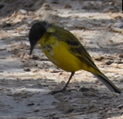 Motacilla flava feldegg