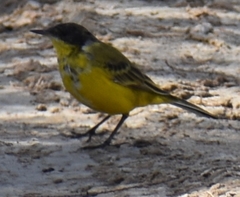 Motacilla flava feldegg