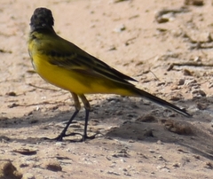 Motacilla flava feldegg