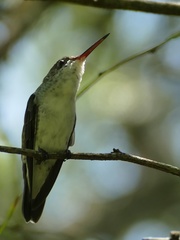 Elliotomyia chionogaster