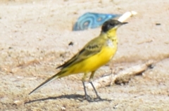 Motacilla flava feldegg