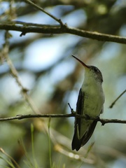 Elliotomyia chionogaster