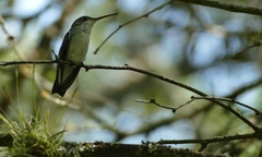 Elliotomyia chionogaster