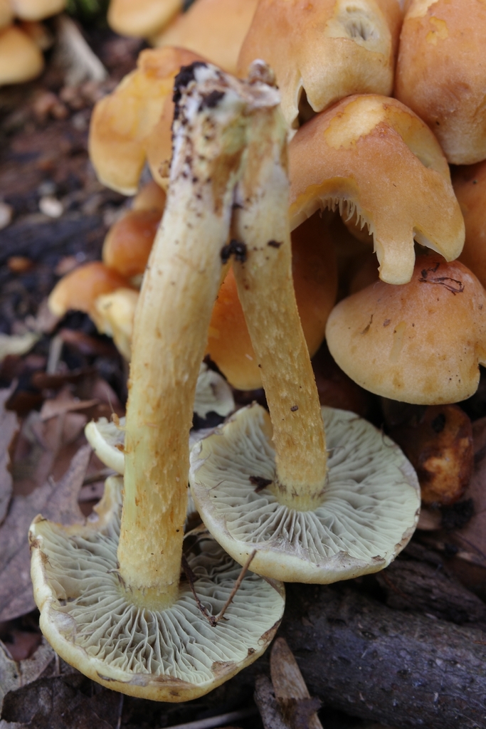 Hypholoma fasciculare · April 2026 · photo: © vincent_b (iNaturalist, cc-by)
