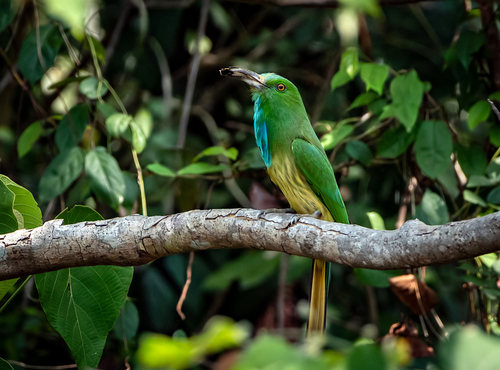 Blue-bearded Bee-eater (Nyctyornis athertoni), photo 8
