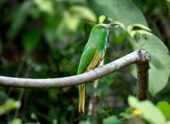 Blue-Bearded Bee-Eater photo 5