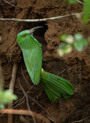 Blue-Bearded Bee-Eater photo 4