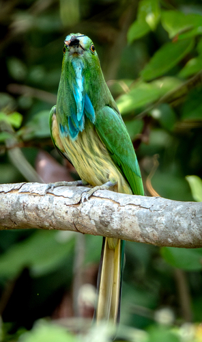 Blue-bearded Bee-eater (Nyctyornis athertoni), photo 7