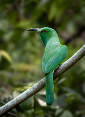 Blue-Bearded Bee-Eater photo 3