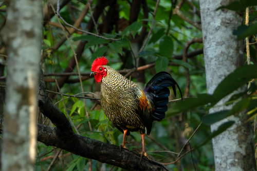 Grey Junglefowl (Gallus sonneratii), photo 4