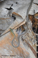 Dendrelaphis bifrenalis