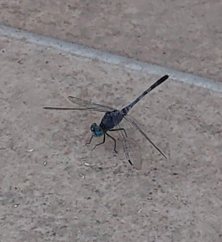 Photo of Chalky Percher (Diplacodes trivialis)