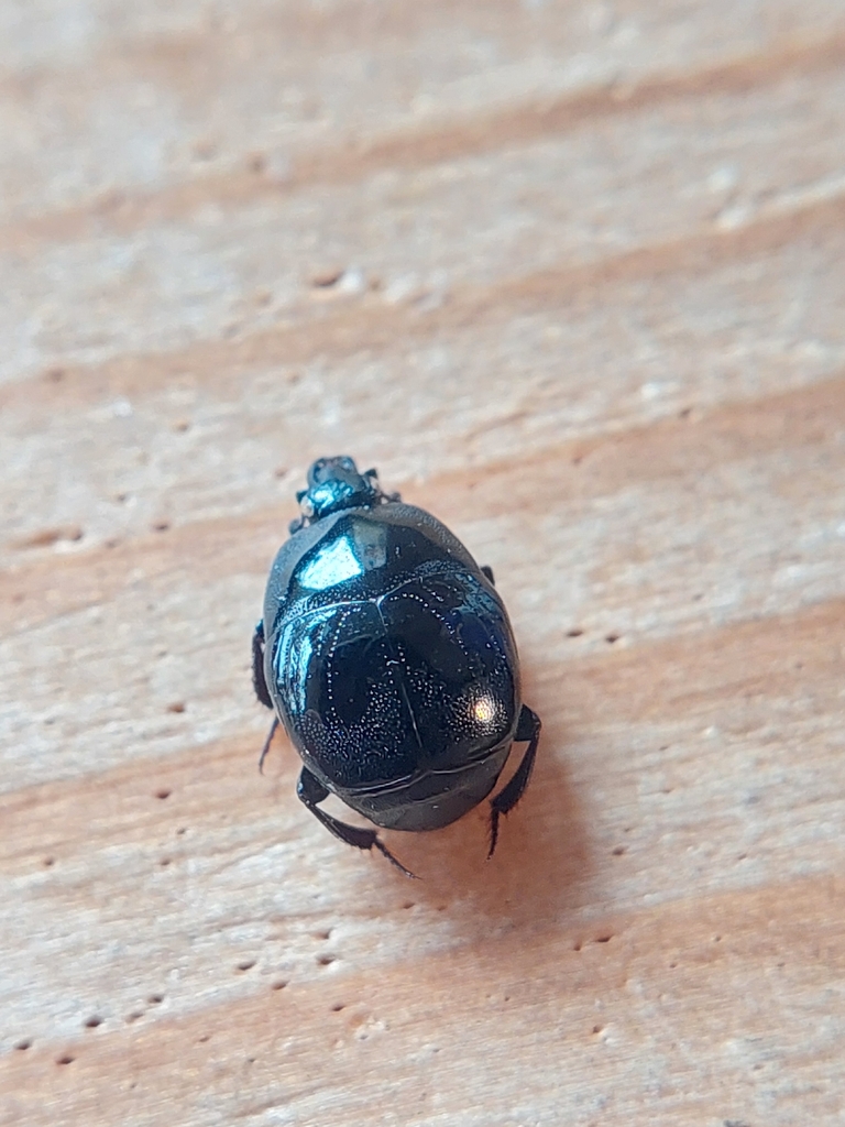 Saprinus planiusculus