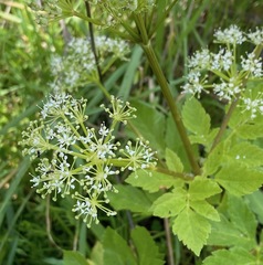 Lecokia cretica