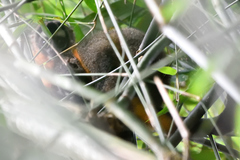 Aotus nigriceps